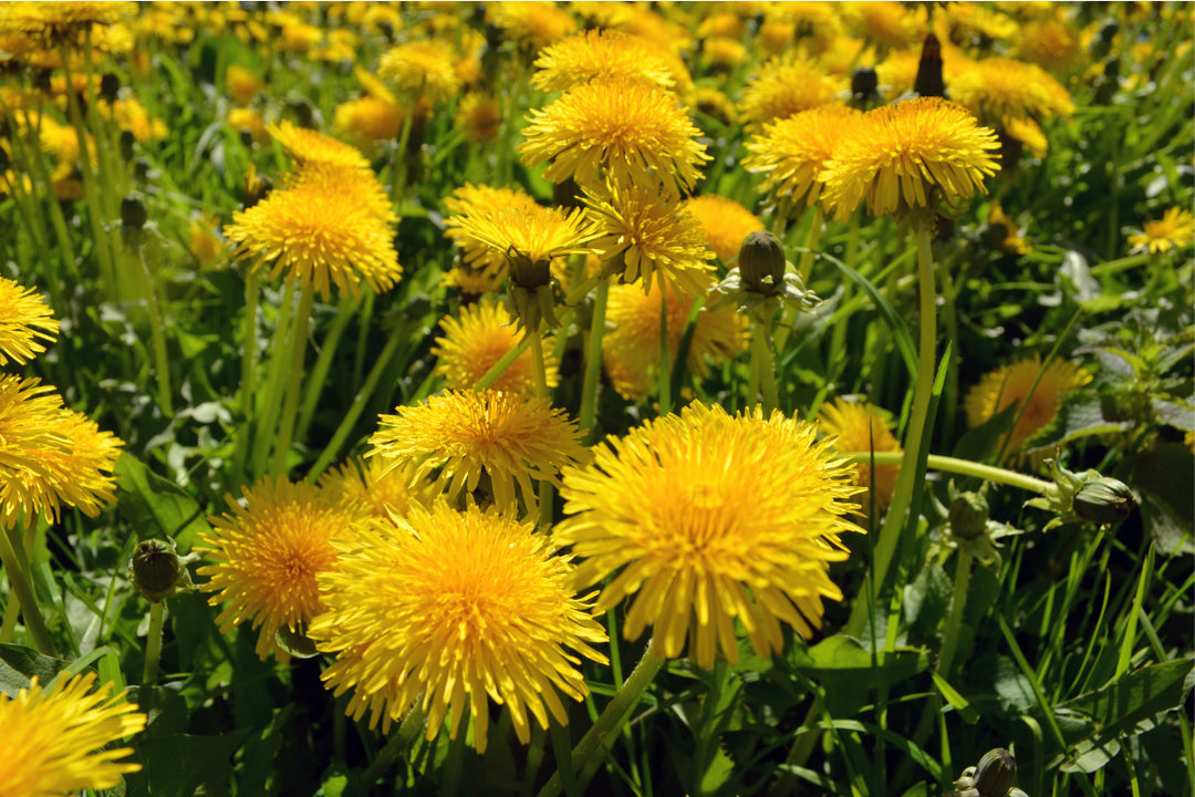 Health Benefits of Dandelion Root