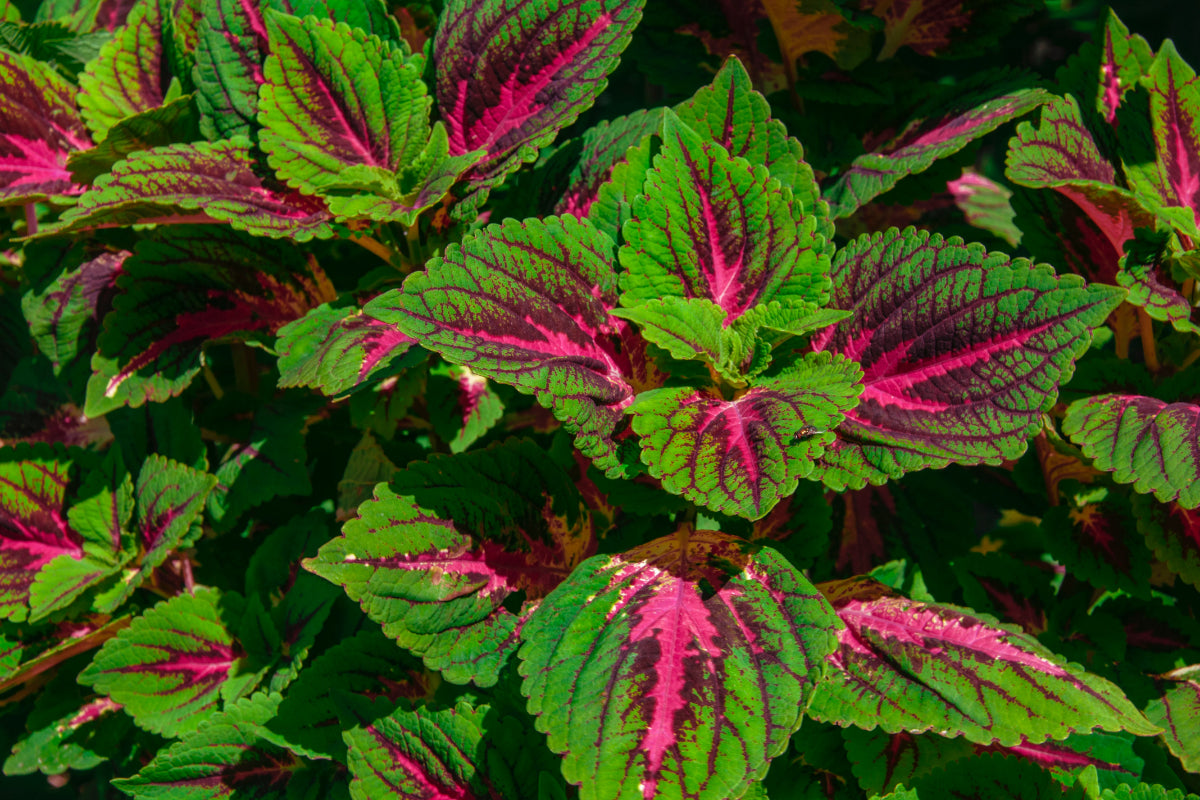 What is Forskolin?